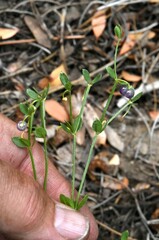 Galium bolanderi