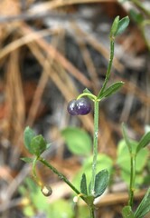 Galium bolanderi