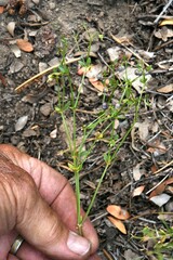 Galium bolanderi