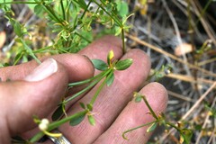 Galium bolanderi