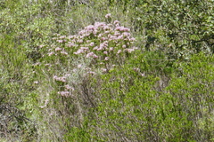Erica multiflora