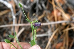Galium bolanderi