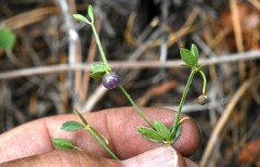Galium bolanderi