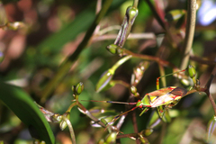 Pseudopantilius australis