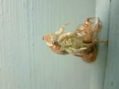 Neocicada hieroglyphica