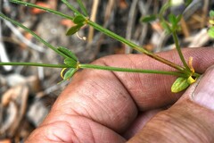 Galium bolanderi