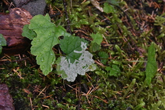 Phytomyza tiarellae