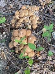 Desarmillaria caespitosa