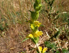 Phlomis lychnitis