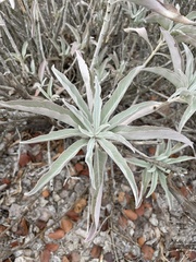 Salvia apiana