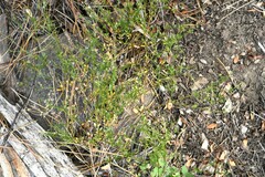 Galium bolanderi