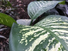 Dieffenbachia