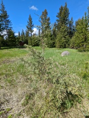 Juniperus scopulorum