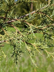 Juniperus scopulorum