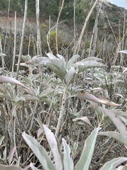 Salvia apiana