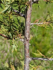 Juniperus scopulorum