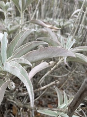 Salvia apiana