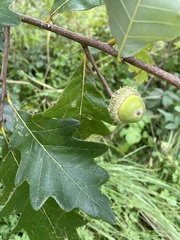 Quercus bicolor