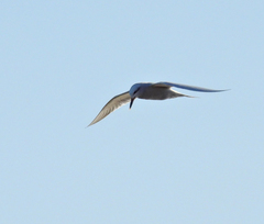 Sterninae