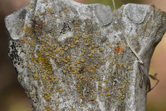 Candelariaceae