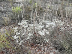 Salvia apiana