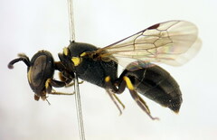 Hylaeus taeniolatus