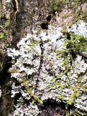 Phaeophyscia squarrosa