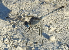 Diplacodes trivialis