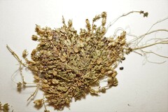 Arenaria humifusa