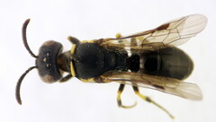 Hylaeus taeniolatus