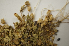 Arenaria humifusa