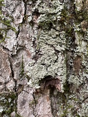 Phaeophyscia squarrosa