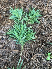 Dichanthelium acuminatum