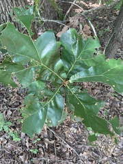 Quercus velutina