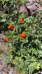 Sorbus scopulina
