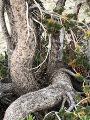 Pinus balfouriana
