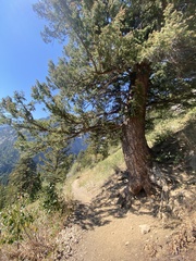 Pinaceae