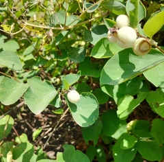 Symphoricarpos albus