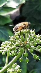 Eristalis tenax