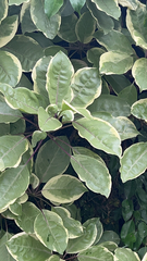 Heptapleurum heptaphyllum