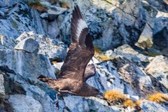 Stercorarius antarcticus