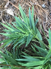 Dichanthelium acuminatum