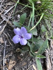 Ruellia humilis