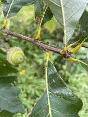 Quercus bicolor