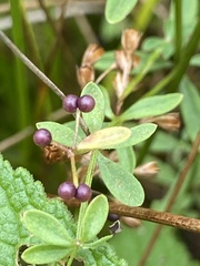 Galium trifidum