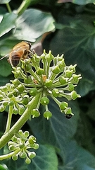 Eristalis tenax