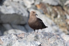 Stercorarius antarcticus