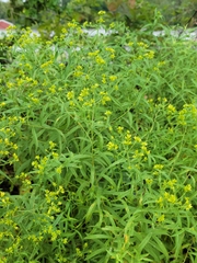 Euthamia graminifolia nuttallii