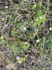 Erigeron strigosus