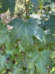 Liquidambar
